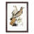 Walnut Framed