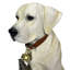 Statue de jardin Welcome Don't Stop Retriever