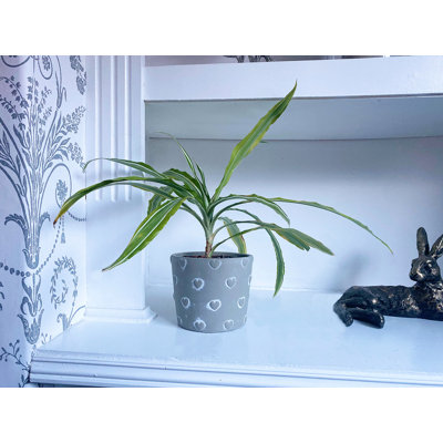 Riaria Planter Box