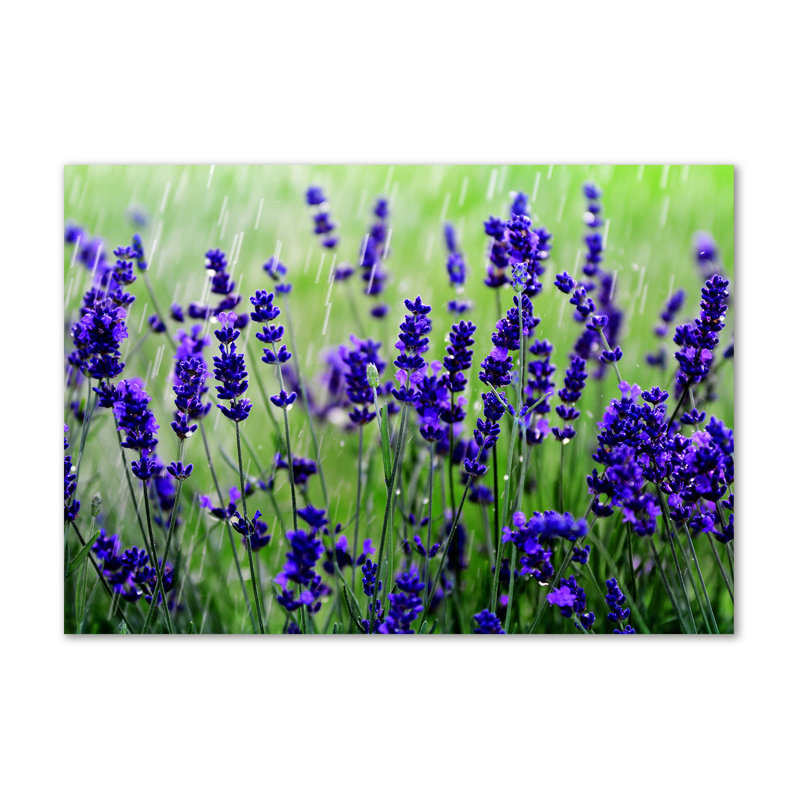 Lavender - Wrapped Canvas Print