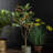 91cm Faux Magnolia Tree in Pot