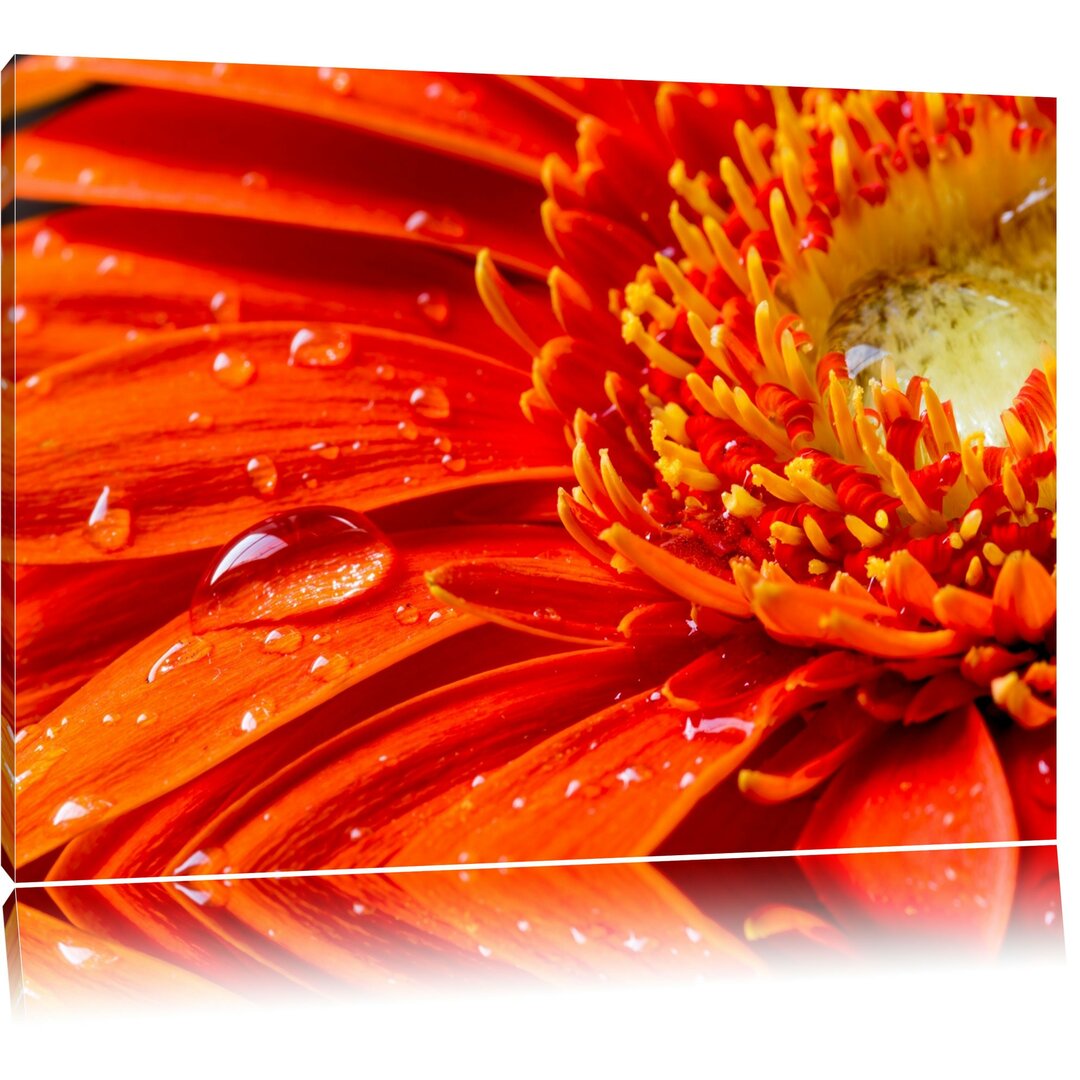 Gerbera mit Wassertröpfchen Kunstdruck auf Leinwand