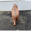 Statue de table Mammoth