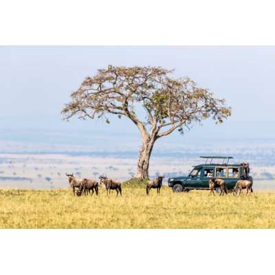 White-Bearded Wildebeest by Rixipix - Wrapped Canvas Print