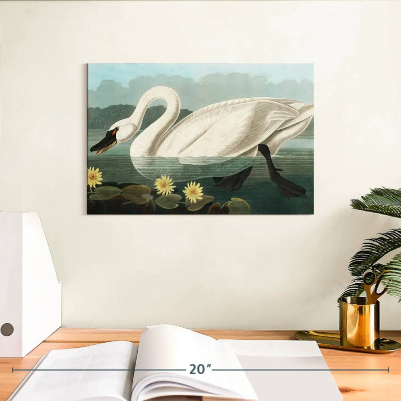 Brampt Common American Swan, 8" H x 12" W