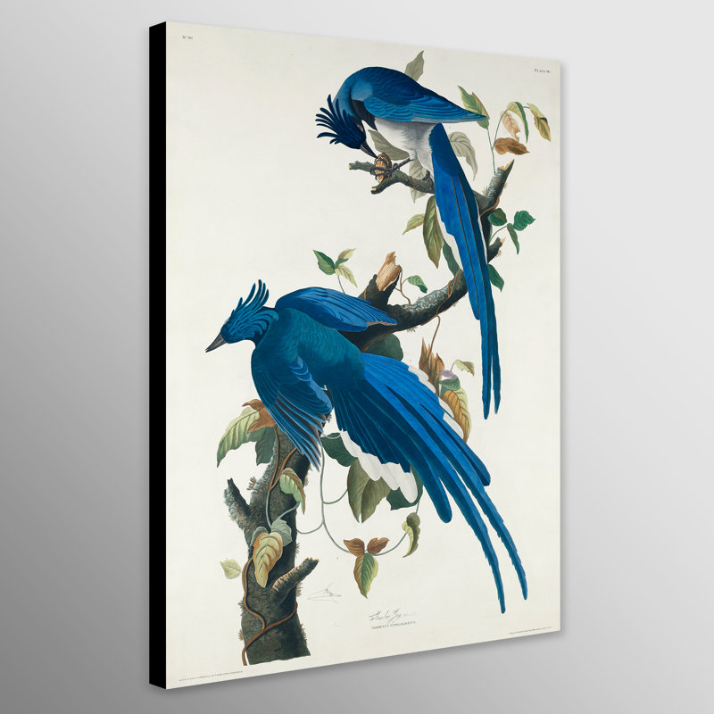 Fyre Columbia Jay Birds by John Audubon - Wrapped Canvas Print, 81cm H x 61cm W
