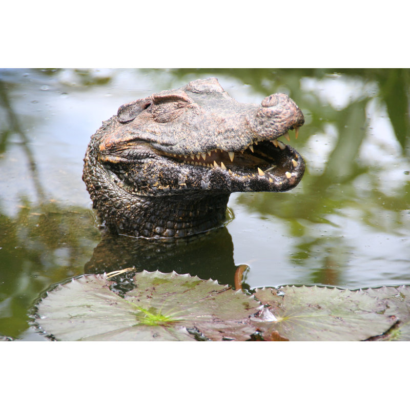 «Happest Caiman In French Guyiana» par Evenfh, H 8 po x l 12 po x P 1,25 po