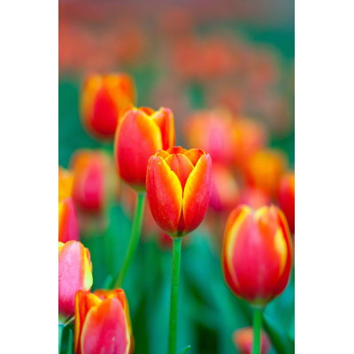 Dandry " Orange And Yellow Tulip " by Pixynook