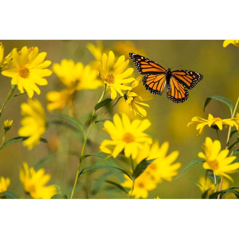 Aarusan Monarch Butterfly - Wrapped Canvas Print, 20cm H x 30cm W x 3.8cm D