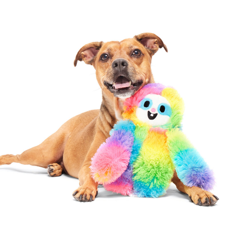 Best Of Bark Box Accessories