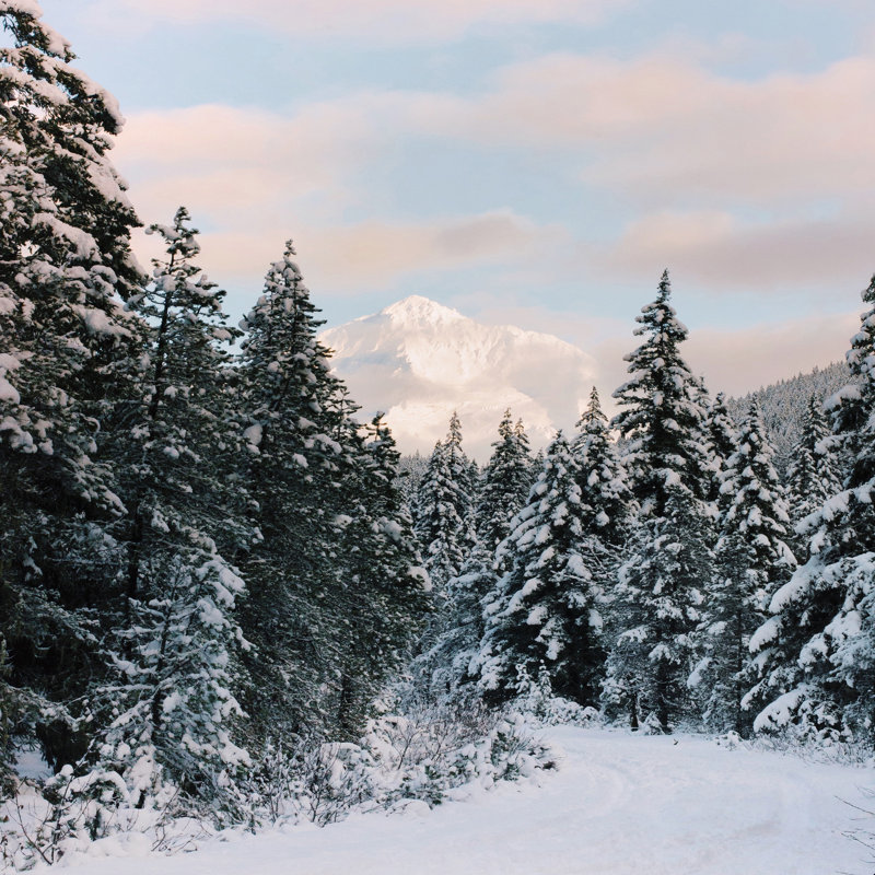 «Hillary Murphy Mt Hood National Forest» par Hillary Murphy, reproduction d'art sur toile tendue, H 20 po x l 20 po, Non