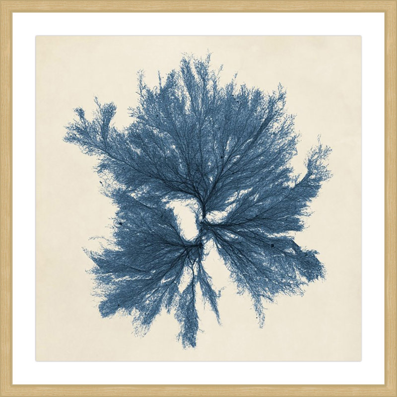 «Coastal Seaweed V», reproduction d'art encadrée, H 32 po x l 32 po x P 1,5 po