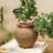 Kameera Pot Planter-1342208165