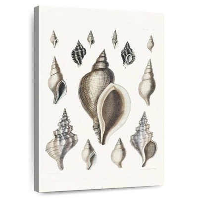 Aletra Vintage Shell II