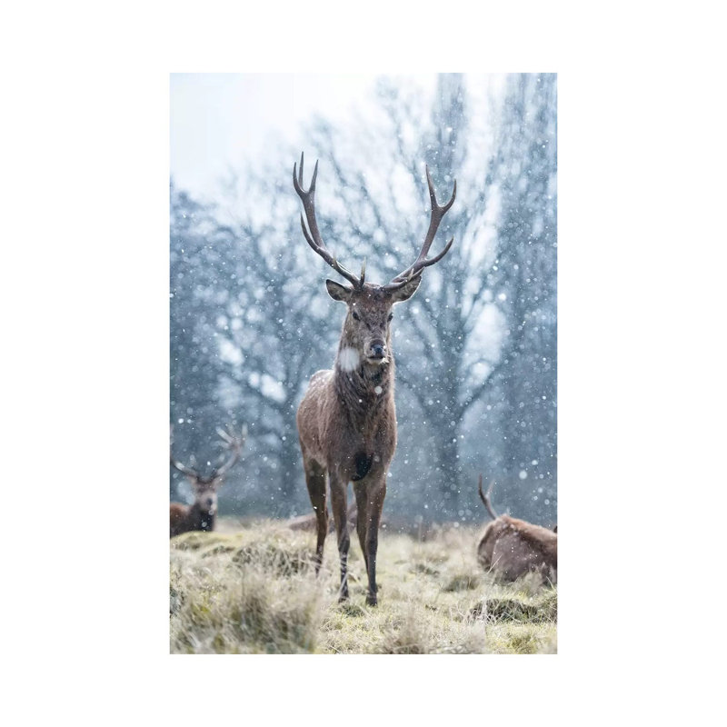 Snowflake Surprise by Max Ellis - Wrapped Canvas Print, 20.32 cm H x 30.48 cm W