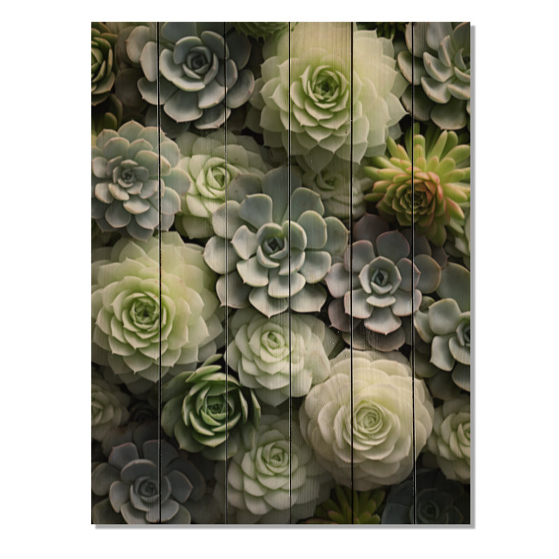 «Green Succulents Flowers Serene Succulents II», reproduction sur bois, H 32 po x l 24 po x P 0,78 po