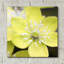 «Yellow Blossom» par PhotoINC Studio-1731160910