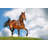 Horse In Field by Mari_Art - Wrapped Canvas Print-14968186