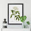 Elderflower Tree by Pierre-Joseph Redoute - Framed Print-48221358-48221361