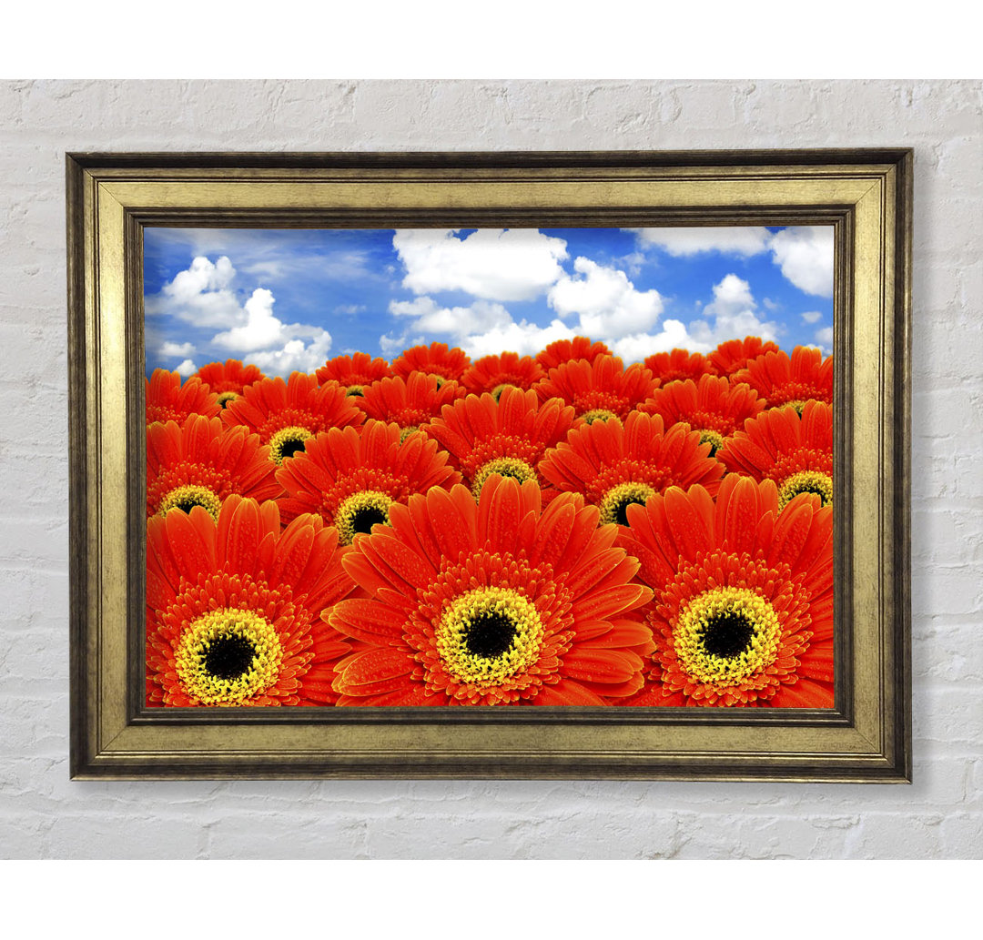 Orange Gerbera Heaven - Bilderrahmen Kunstdrucke