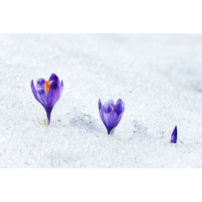 Crocus 1 Piece Wrapped Canvas Wall Art