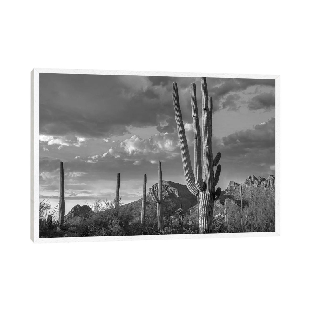 Woodpecker Holes In Saguaro Cactus, Tucson Mountains, Saguaro National Park (West), Arizona von Tim Fitzharris - Gallery...