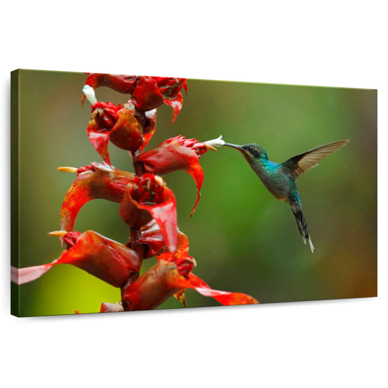 Collation de fleurs de colibri Brampt