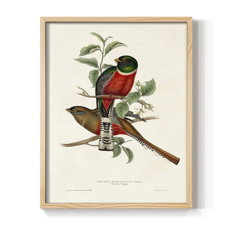 ElegantTrogonsI Framed Print - Solid Wood, 15" H x 12" W