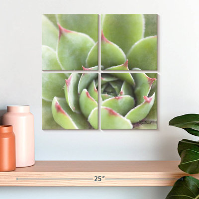 Garden Succulents III