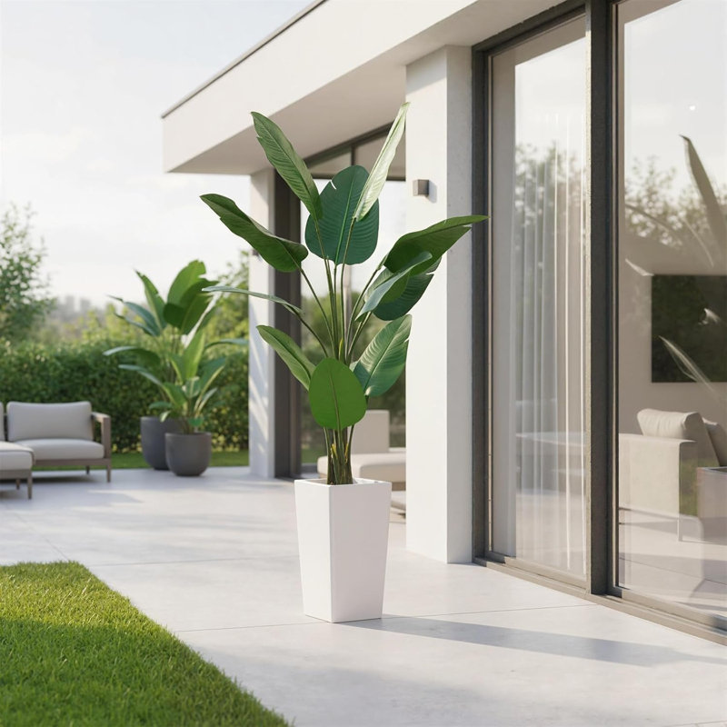 147cm Plant