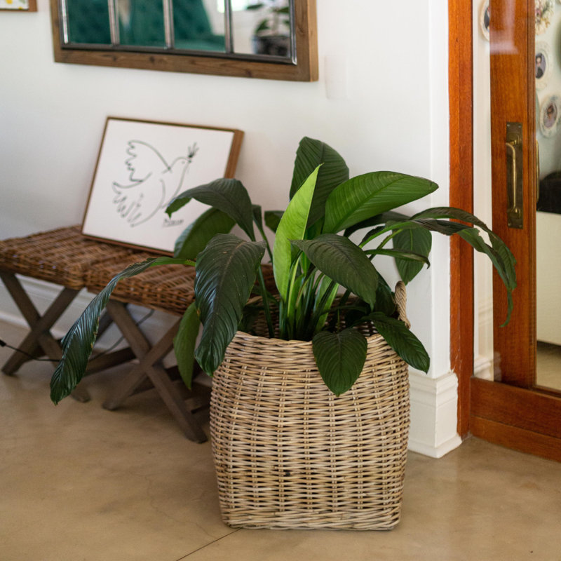 Bayou Breeze Rattan Decorative Basket