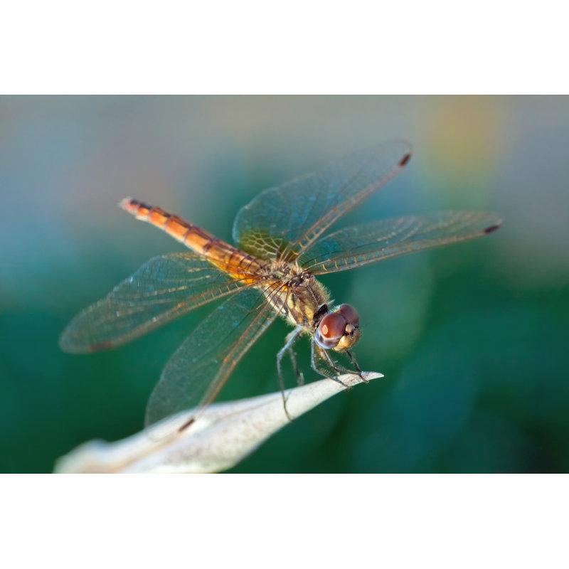 Finleyville Dragonfly - Wrapped Canvas Print, 30cm H x 46cm W x 3.8cm D