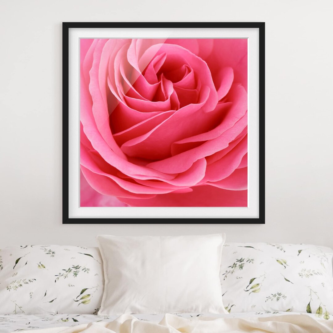 Gerahmter Fotodruck Funny Pink Rose