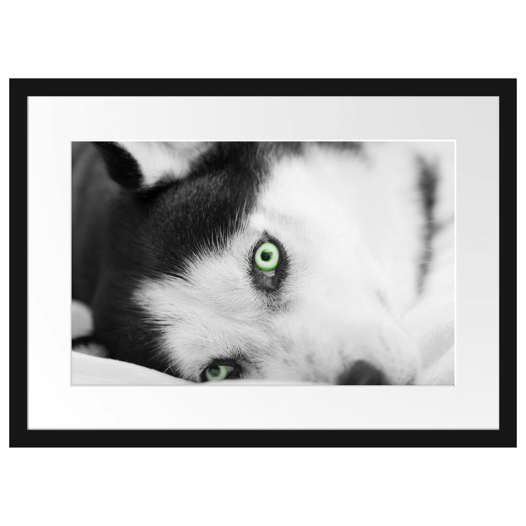 Gerahmtes Poster Husky im Bett mit Augen