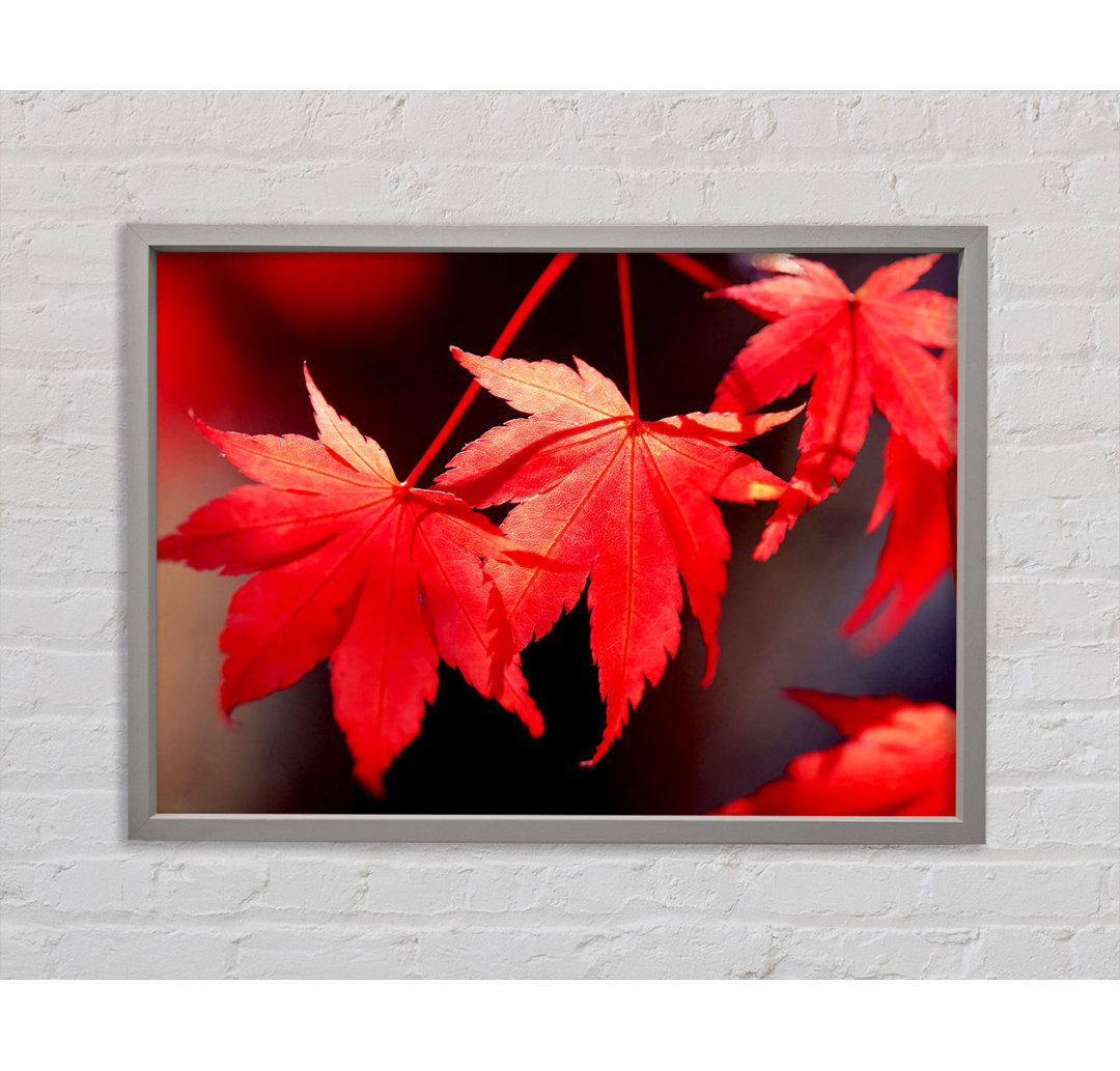 Winter Red Leaves - Einzelner Bilderrahmen Kunstdrucke auf Leinwand