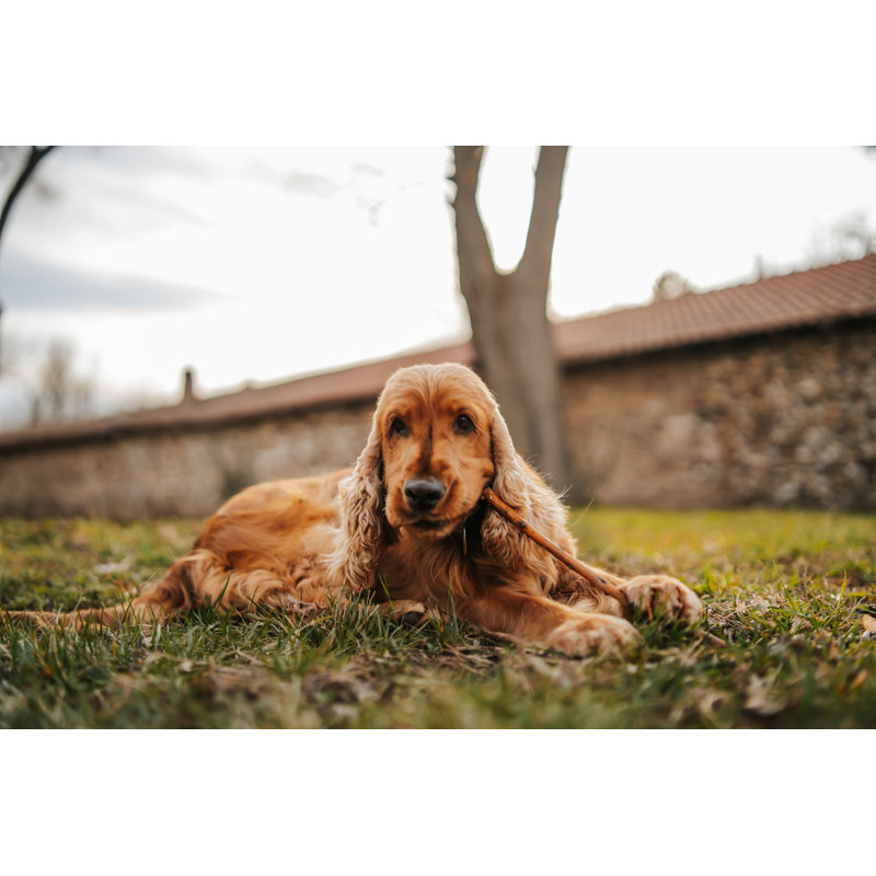 Chien ludique par Bojanstory, H 24 po x l 36 po