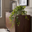 Ivy Plant