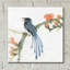«Formose Blue Magpie» par Chris Paschke - reproduction non encadrée-1476389909-1443402697