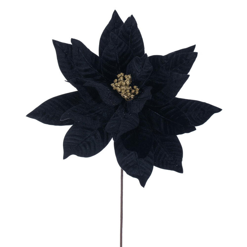 Tiges de poinsettia Clementina, Noir