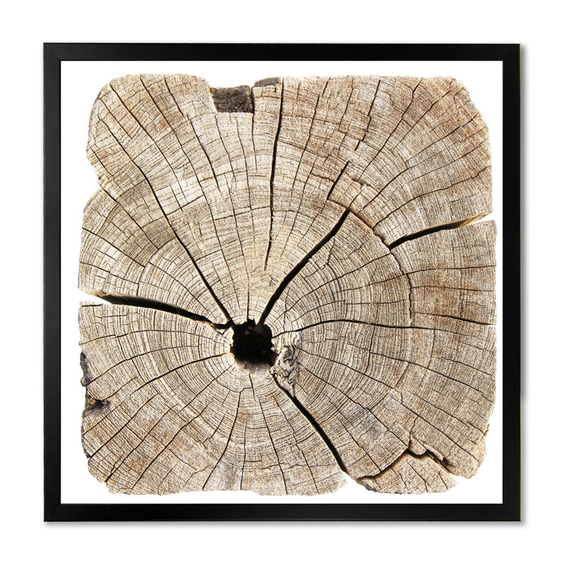 Coupe transversale d'un tronc d'arbre II - sur, Impression noire sur toile encadrée, H 16 po x l 16 po x P 1 po