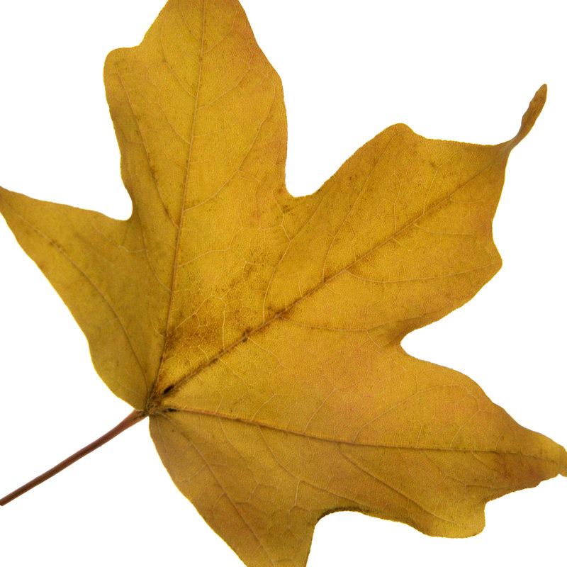 Leaf Inflorescence II by A. Project - Wrapped Canvas Art Prints, 30cm H x 30cm W