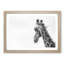 Monochrome Giraffe - Picture Frame Graphic Art Print-55732311-55732315