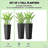 Set Of 2 Flower Pots Tall Planters-1515268848