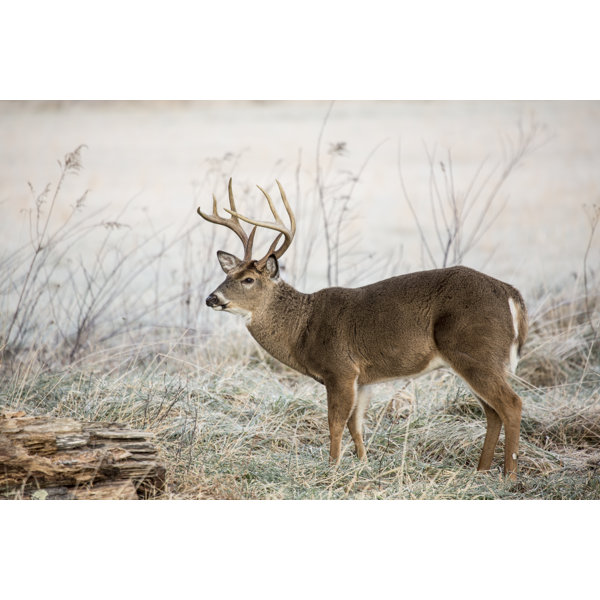 Big Buck LED Lighted Canvas Print - White Tail Buck in Field - Wildlife  Wall Art - Light Up Deer Picture