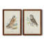 Toile encadrée de qualité supérieure Hawk Owl - prête à être accrochée-1109121194-1109121207