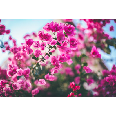 Bougainvillea Flowers by Pekic - Wrapped Canvas Print
