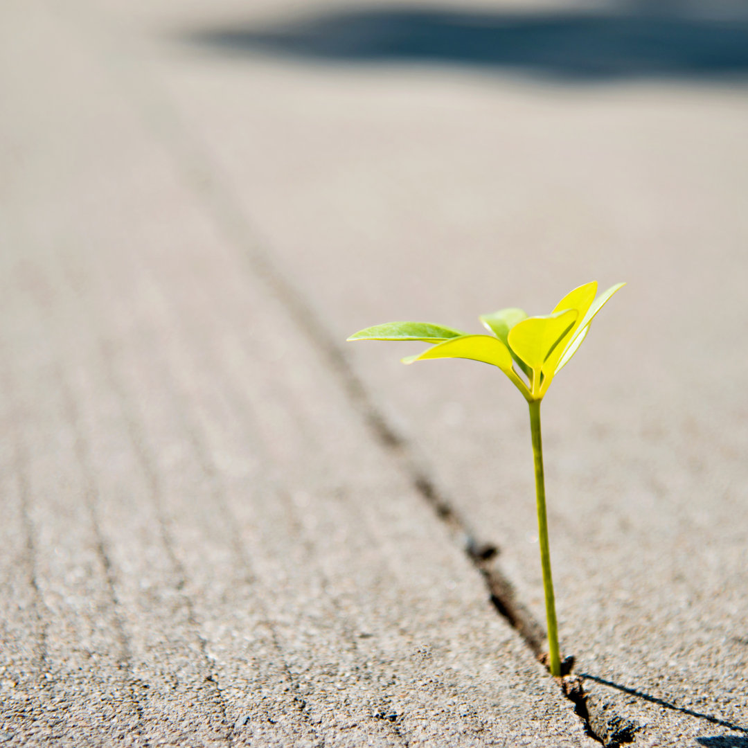 Growing Out Of Concrete von Baona - Kunstdrucke auf Leinwand ohne Rahmen