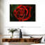 Élégante rose rouge rosée-107693586