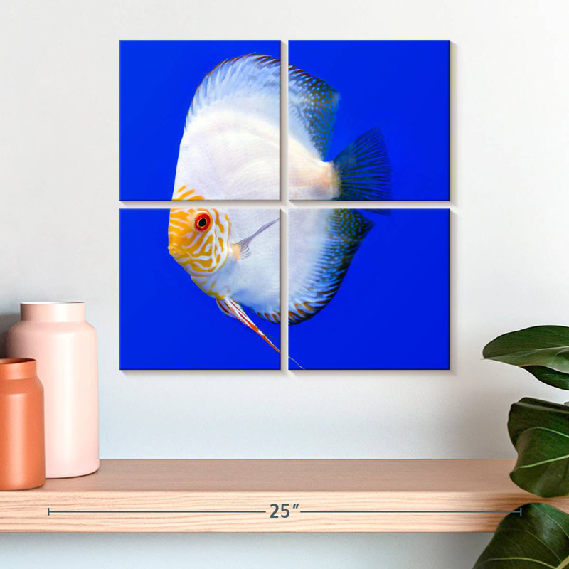 Brampt Pompadour Discus Fish, 18" H x 18" W