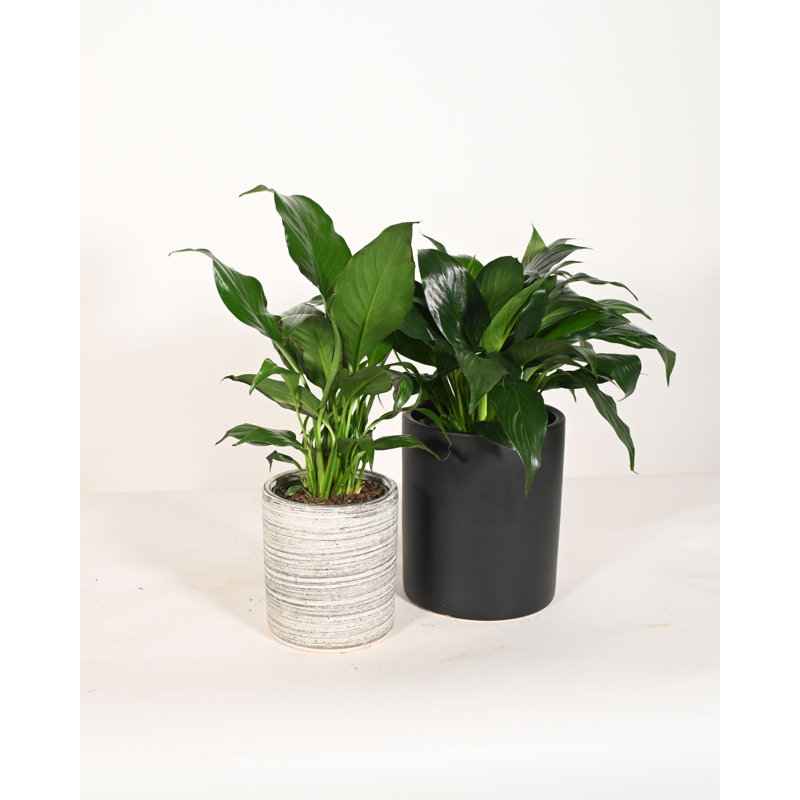 Upshining Live Flowering Plant in Ceramic Pot, Gray/Black